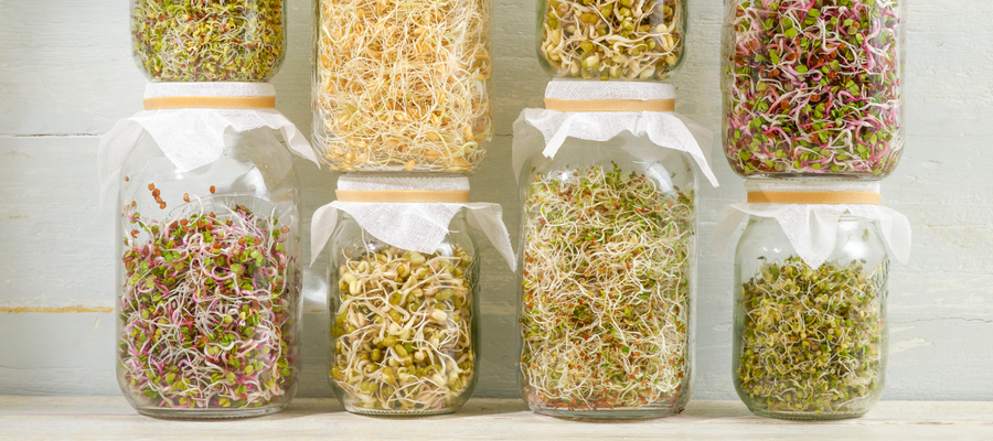 How to Grow Sprouts