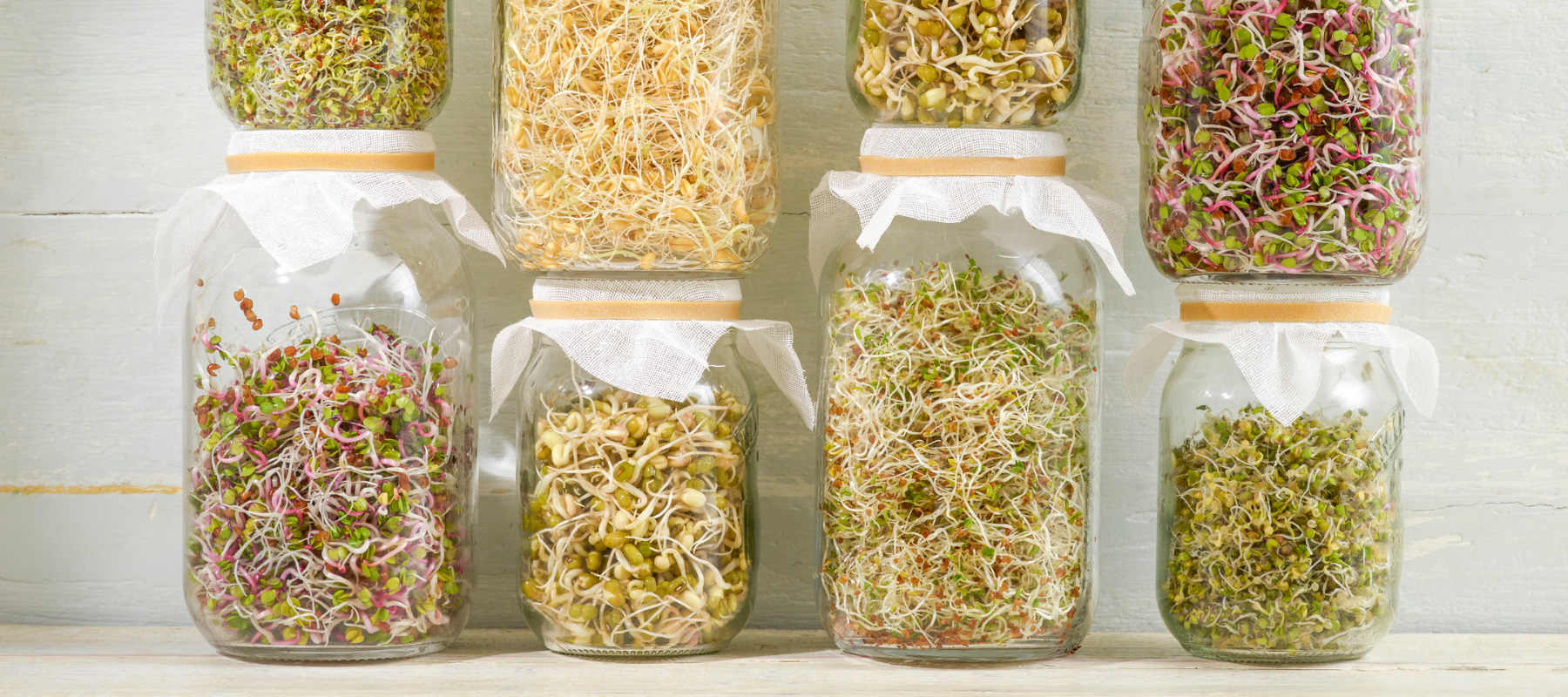 How to Grow Sprouts