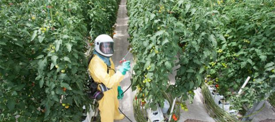 Should hydroponically grown food carry an artificially grown label?