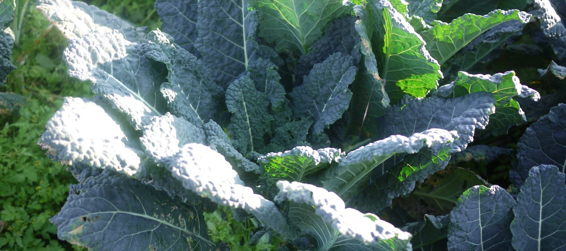 How to Grow Kale