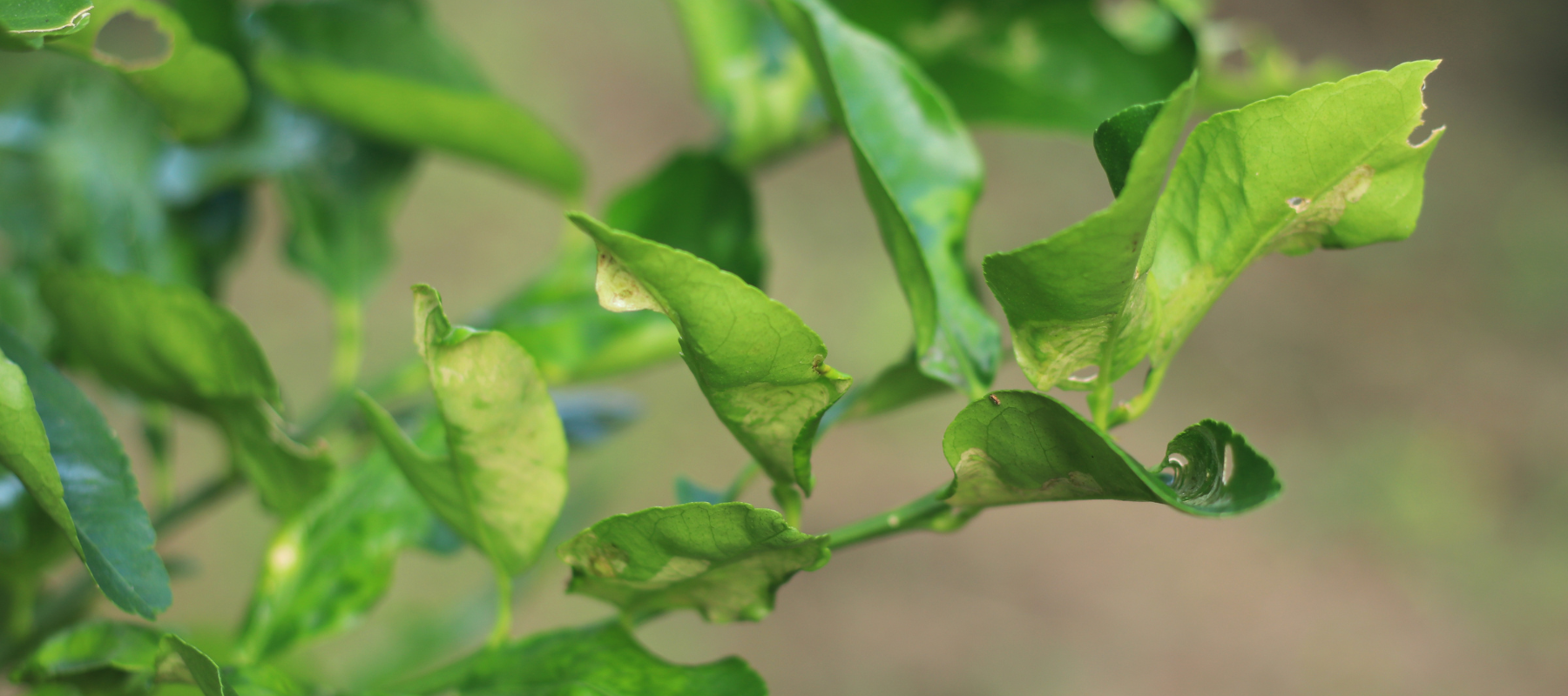 Pest and disease control: Fruit Trees