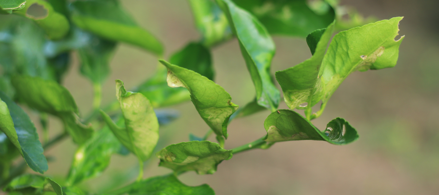 Pest and disease control: Fruit Trees