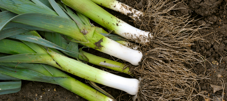 How to Grow Leek