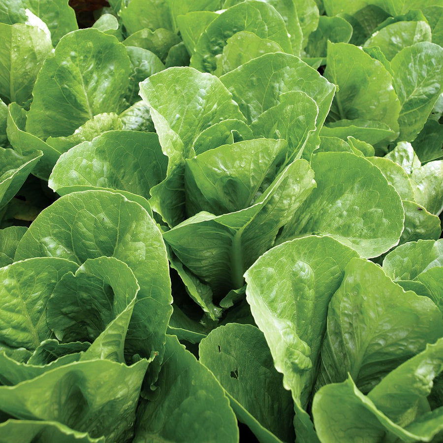 Square metre planting plan- Salad Garden Patch