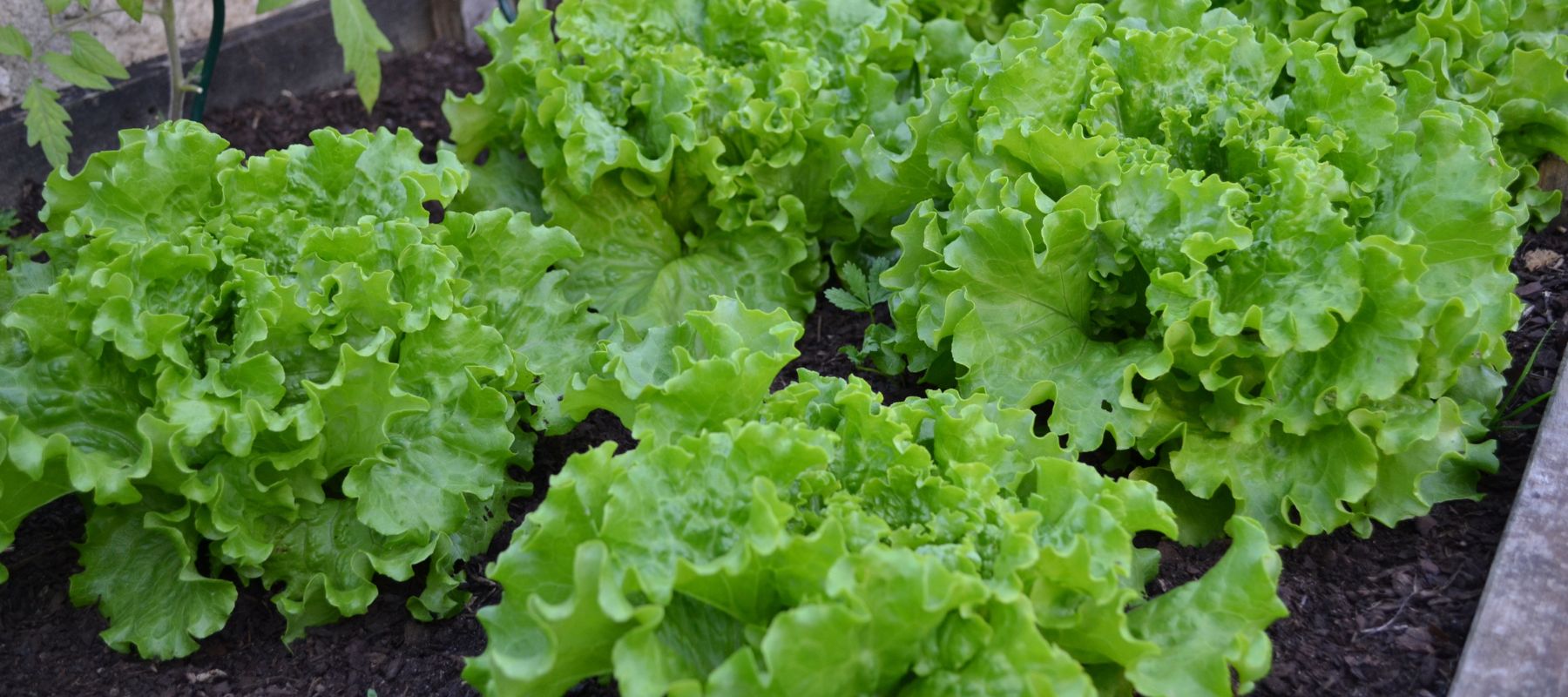 How to Grow Lettuce