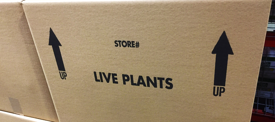 How to unpack your plants