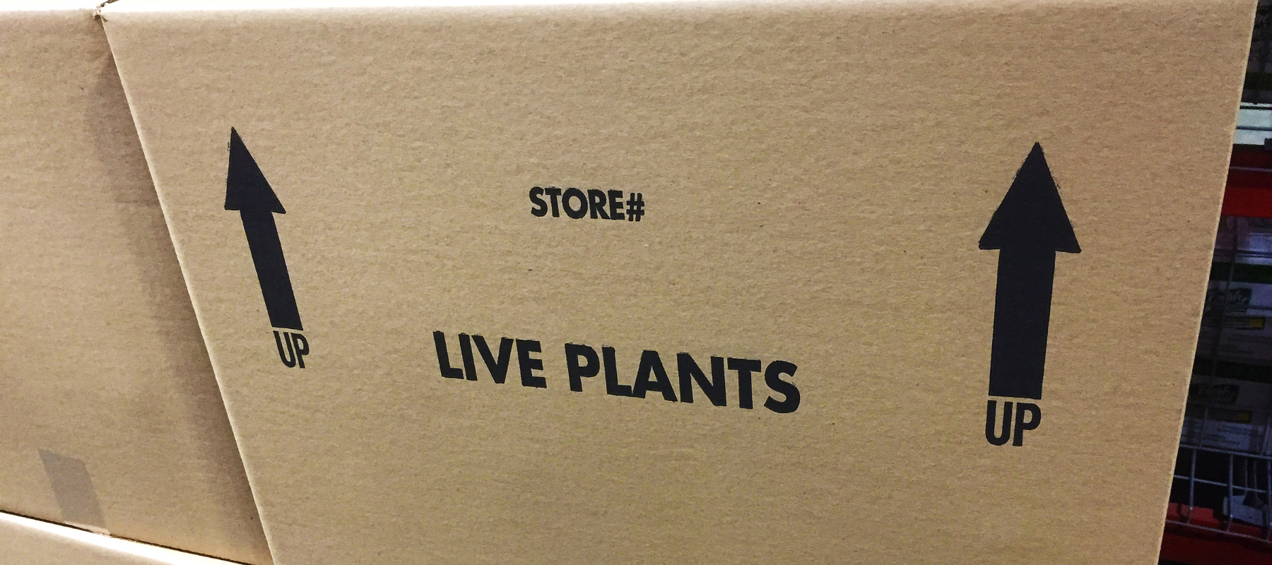 How to unpack your plants