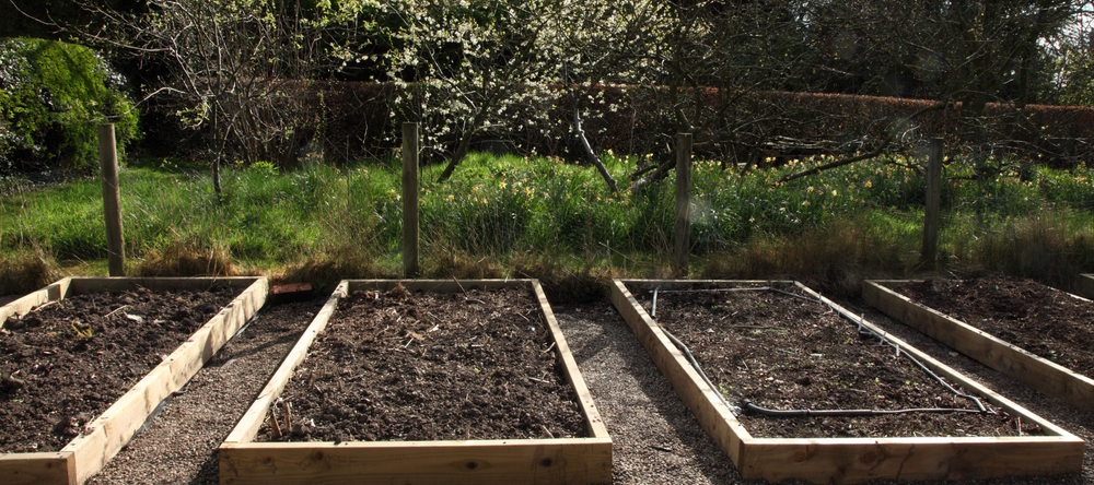 Starting your mini-plot from seed - The Diggers Club