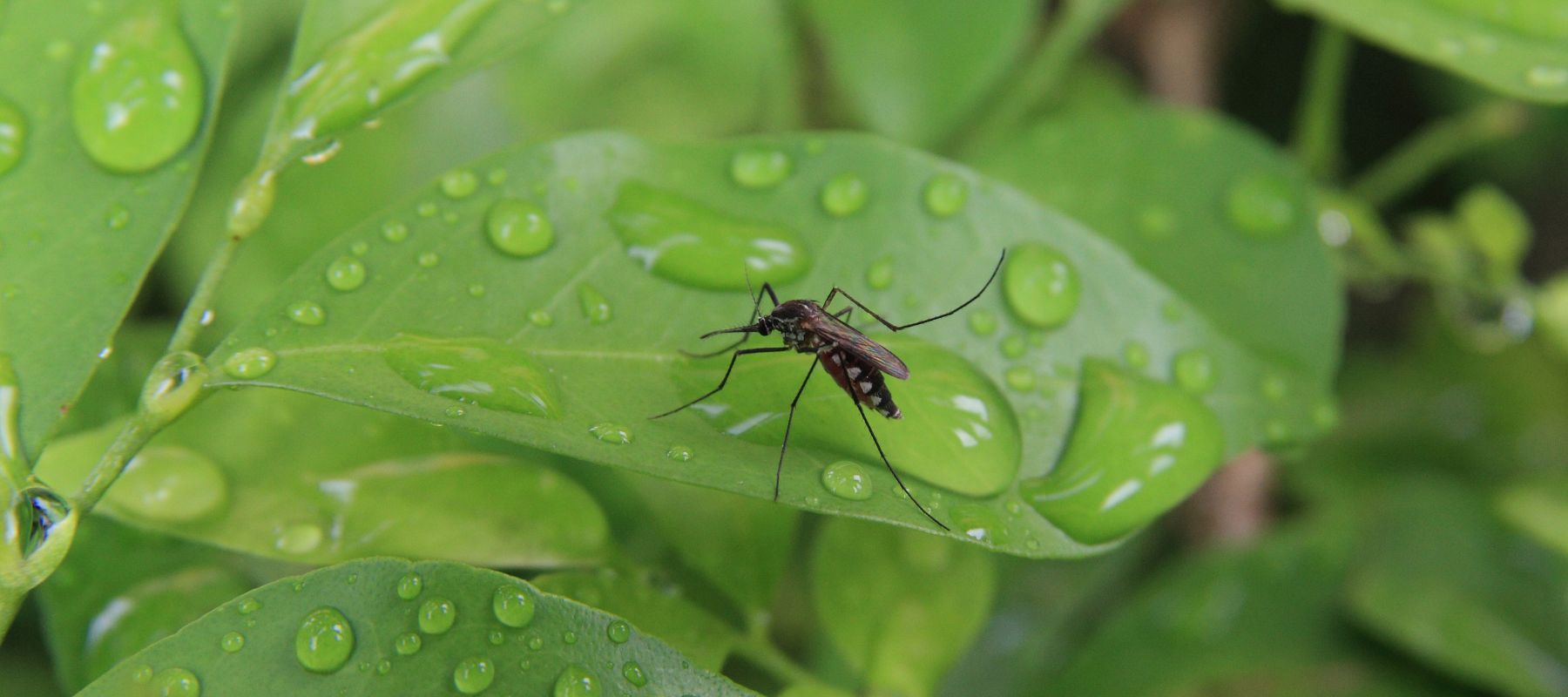 It's Mosquito time