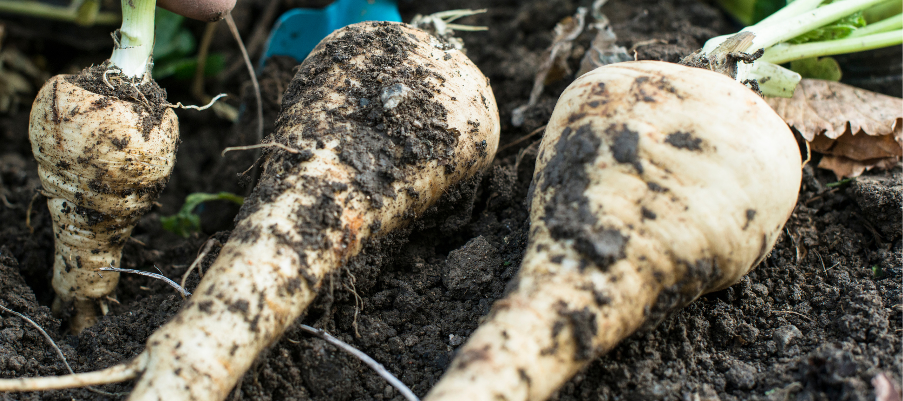 How to Grow Parsnip