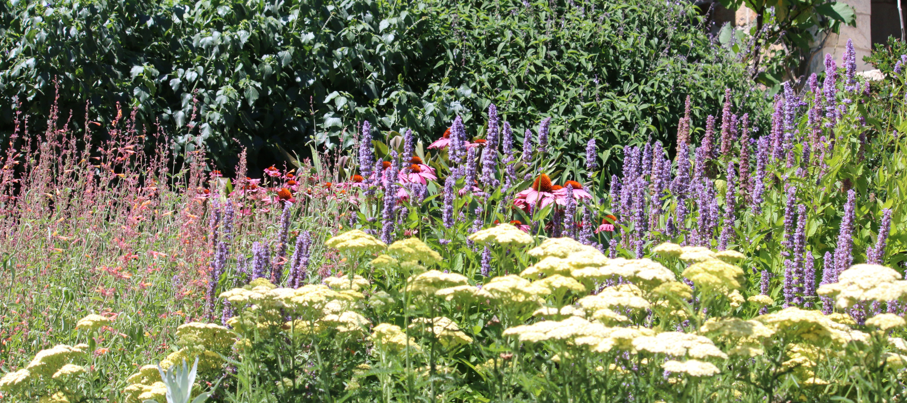 Cutting back the perennial border