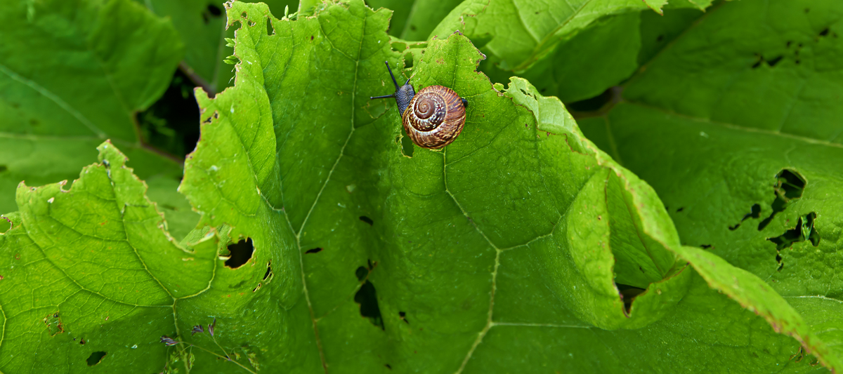 5 Methods for Natural Pest Prevention
