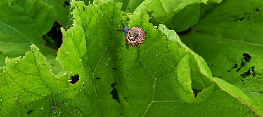5 Methods for Natural Pest Prevention