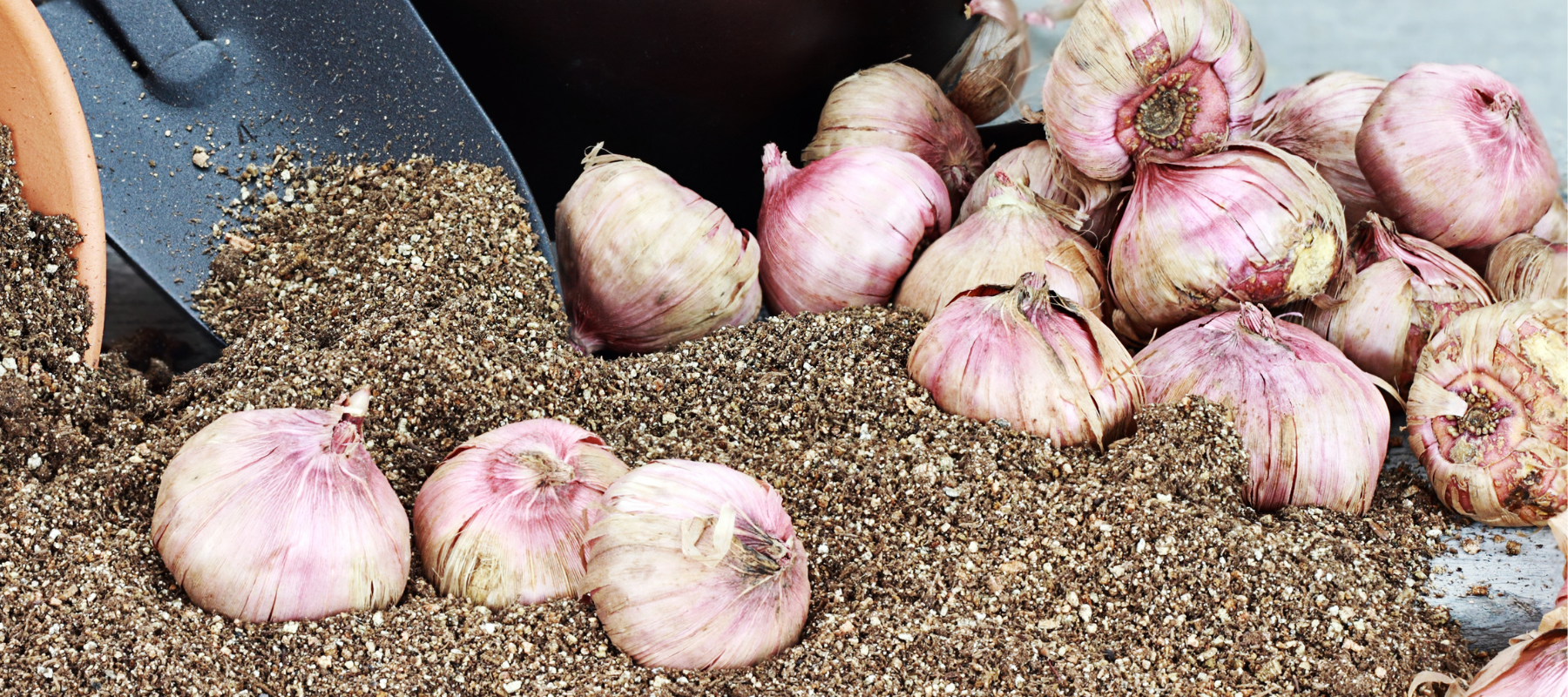 How to Plant Bulbs