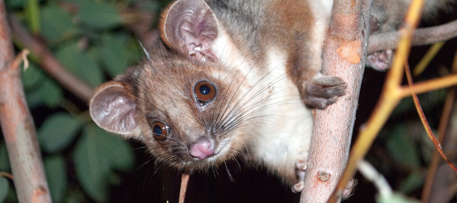Possums in the garden