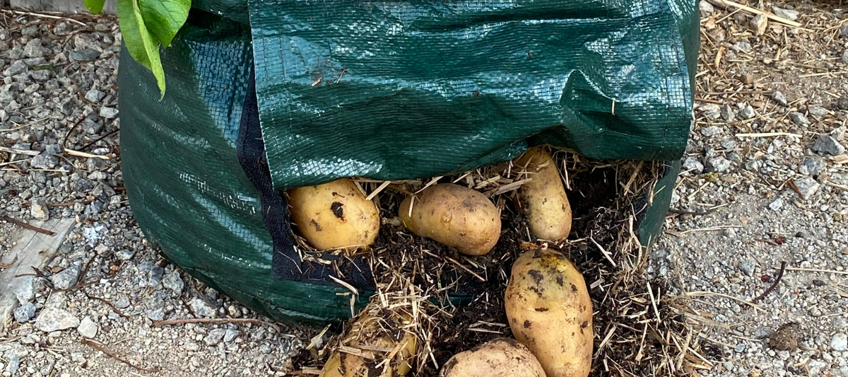 When to harvest potatoes