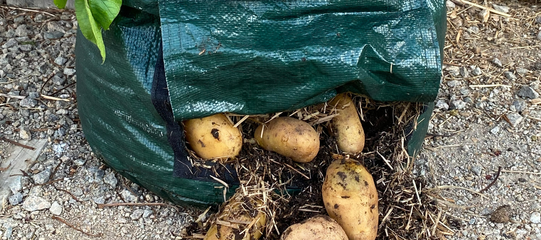 When to harvest potatoes