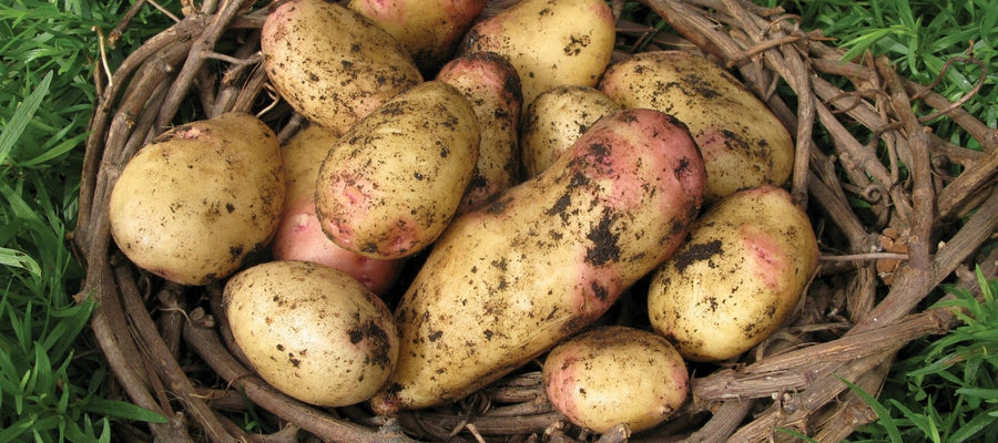 Indeterminate and Determinate Potatoes