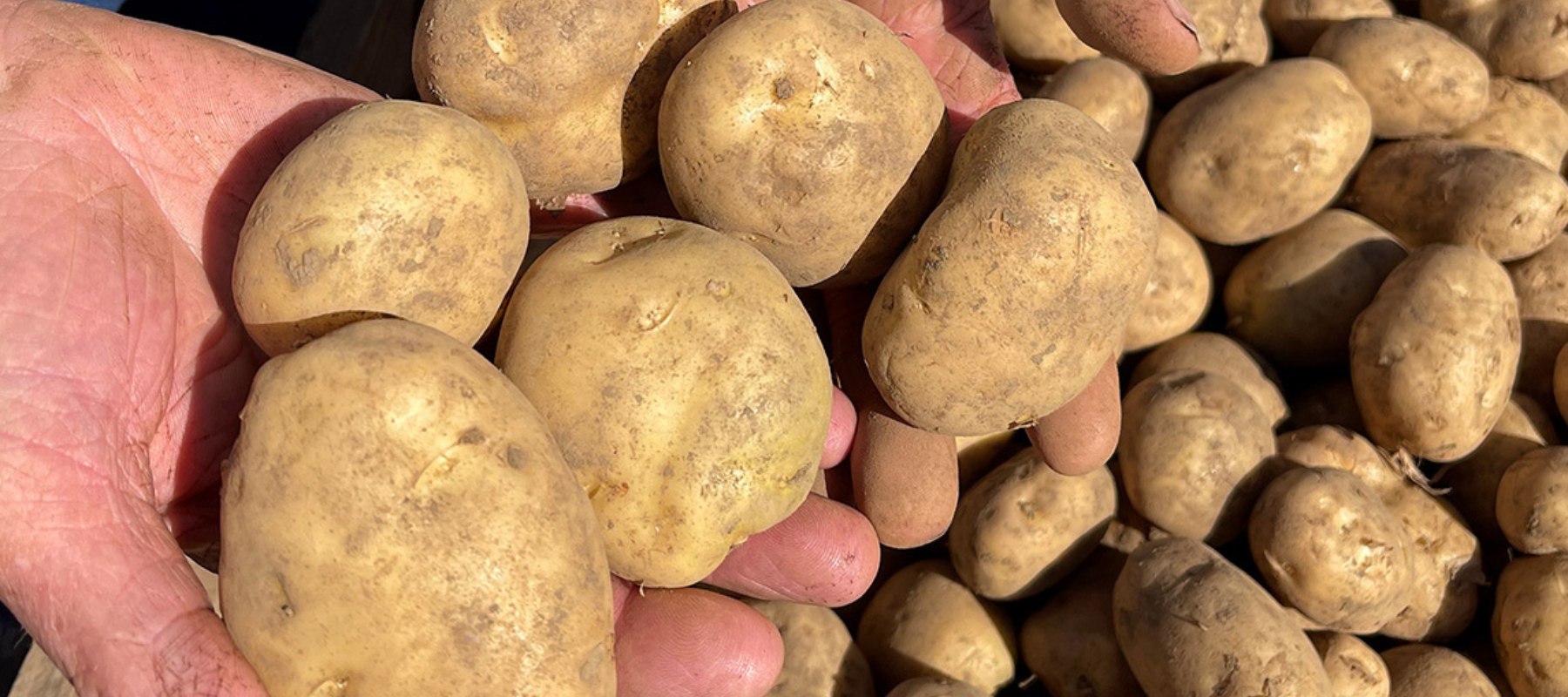 Chitting Potatoes