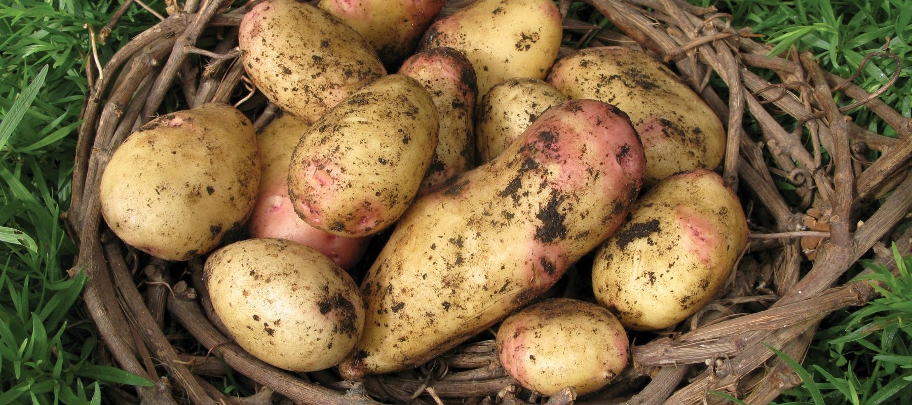 Indeterminate and Determinate Potatoes - The Diggers Club