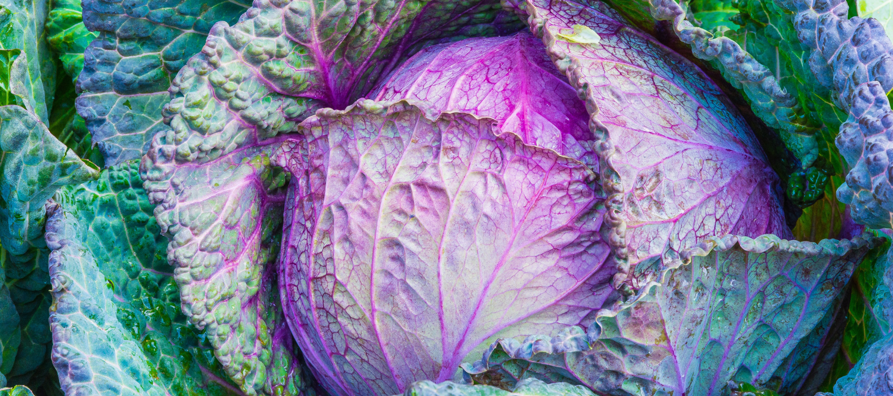 Having someone else grow our food is going to kill us