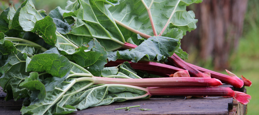 How to Grow Rhubarb