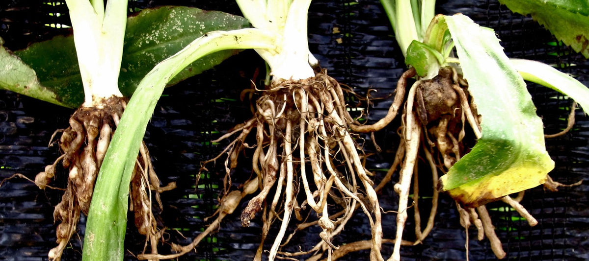 Root knot nematode The Diggers Club