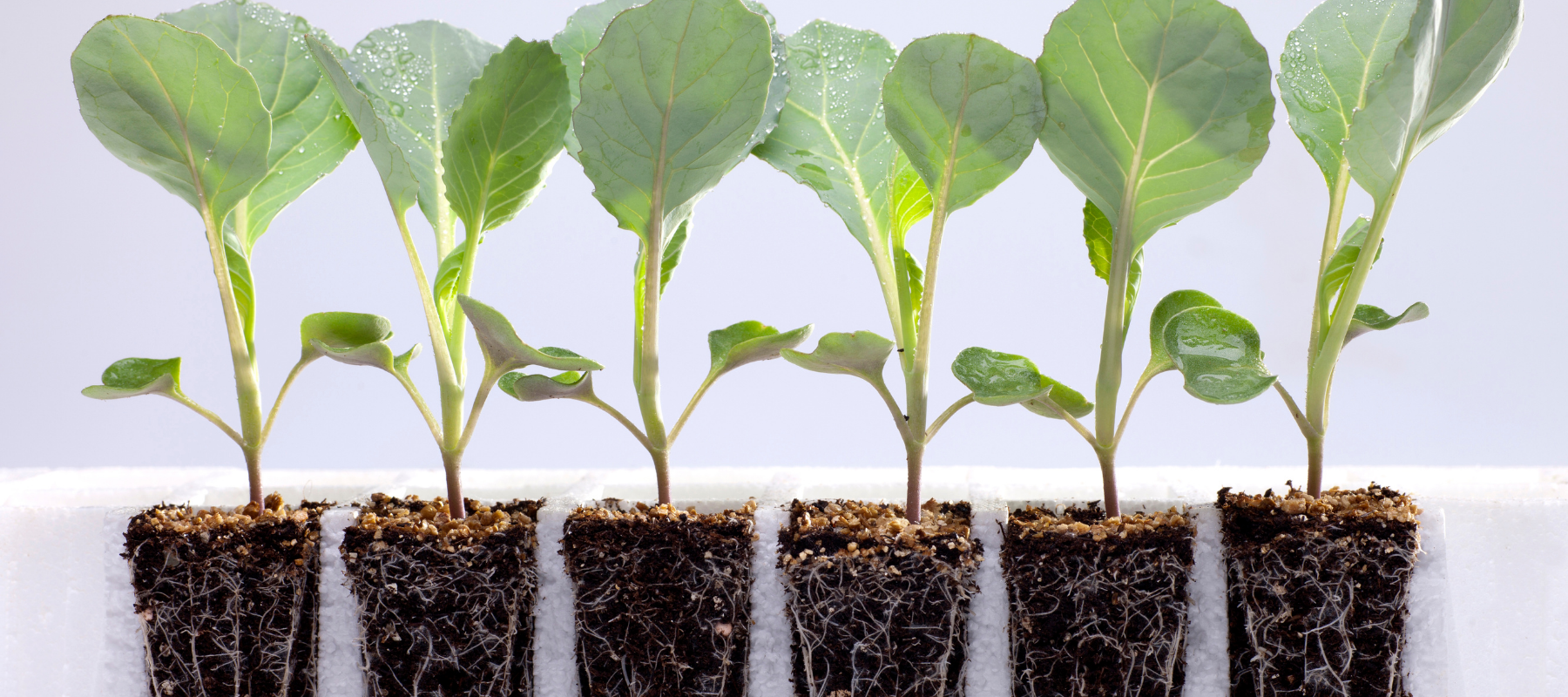 How to take care of seedlings: Our top 5 tips