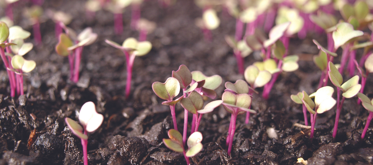 Common germination problems & how to fix them The Diggers Club