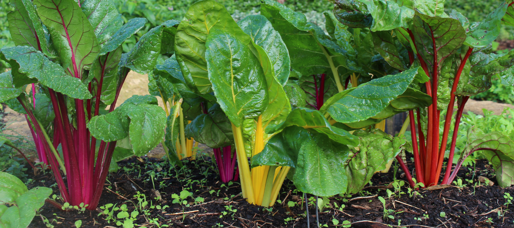 How to grow Silverbeet