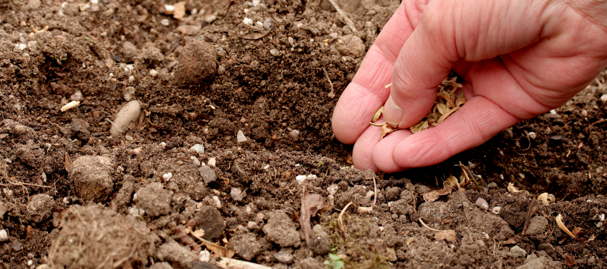 How to direct sow seeds? The Diggers Club