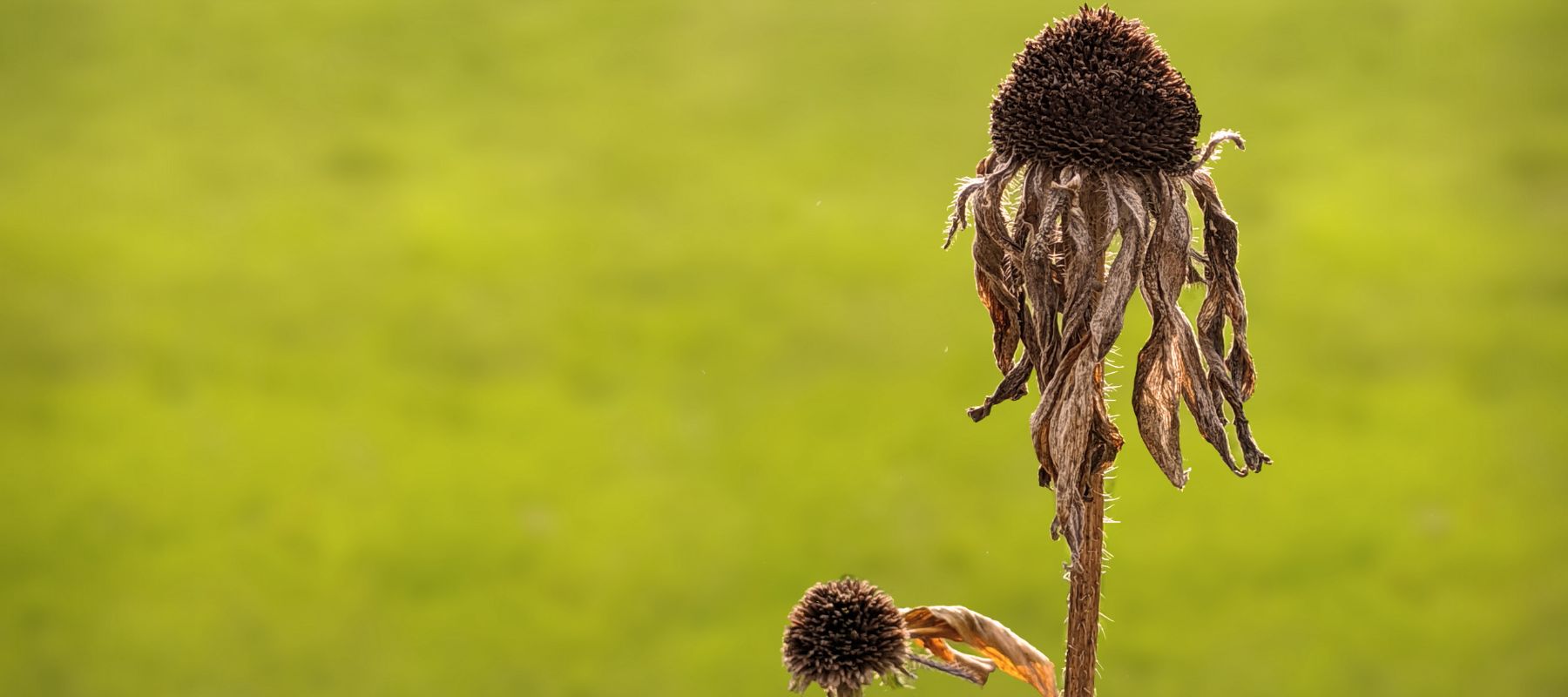 Top tip for dead-heading and pruning
