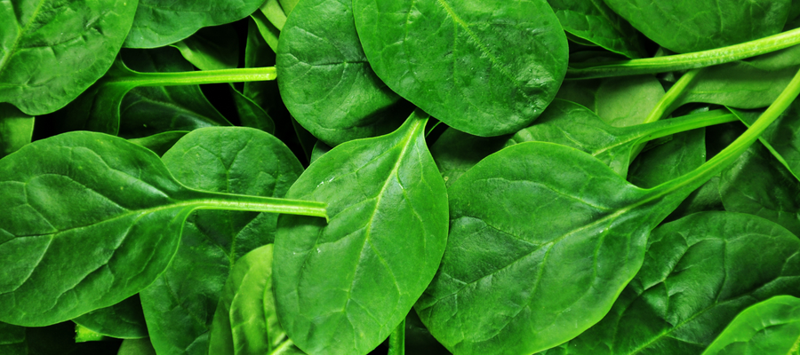 How to Grow Spinach
