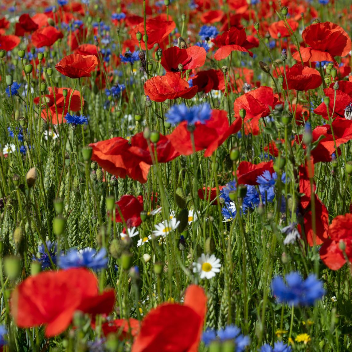 Garden guide: November - Tropical Region 