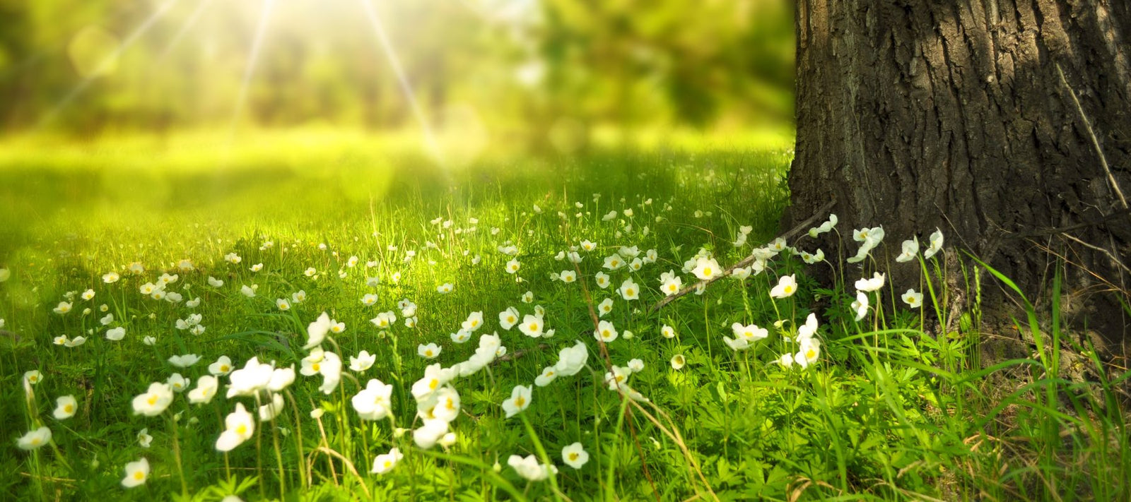 Garden guide: December - Cool Region