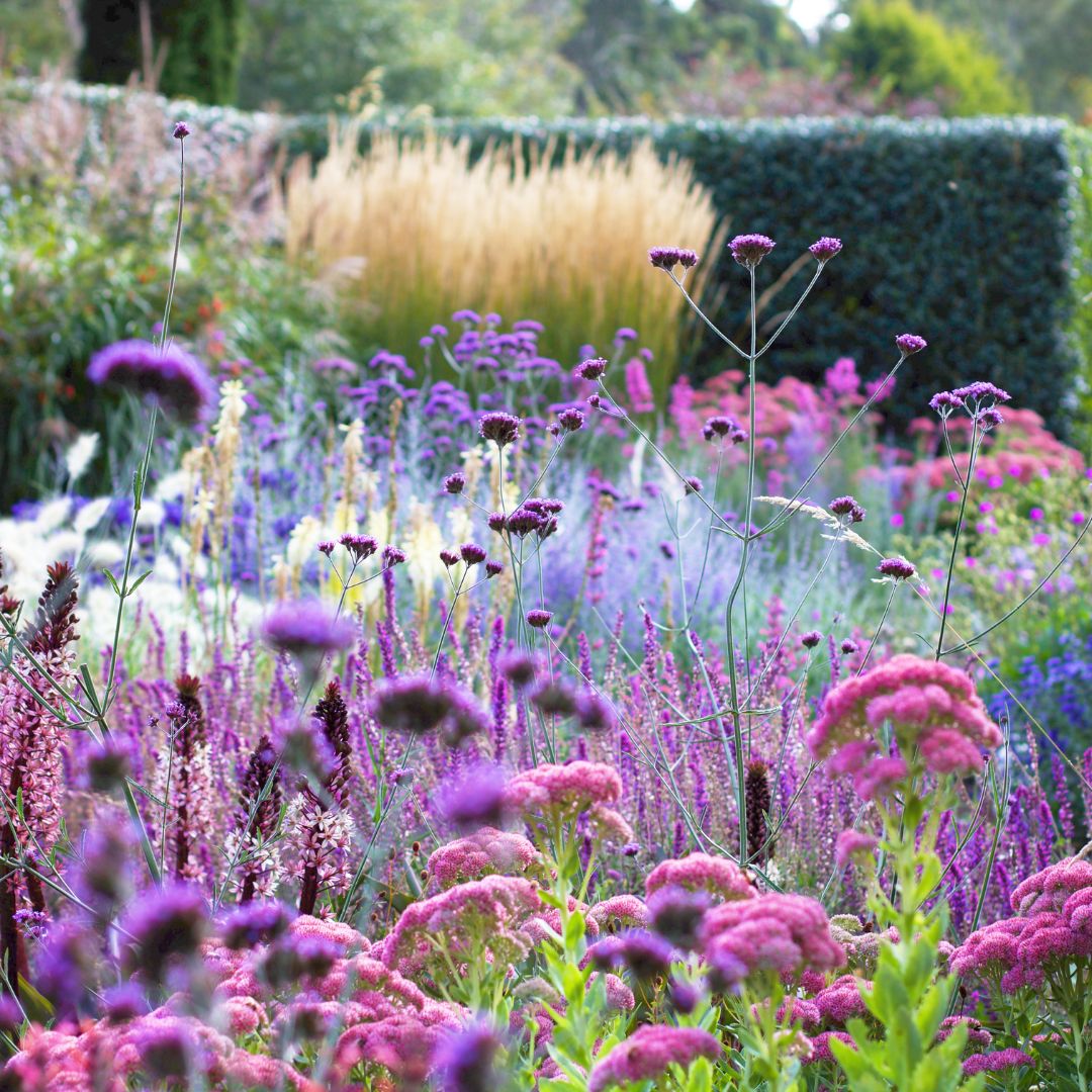 Summer proofing your garden: video