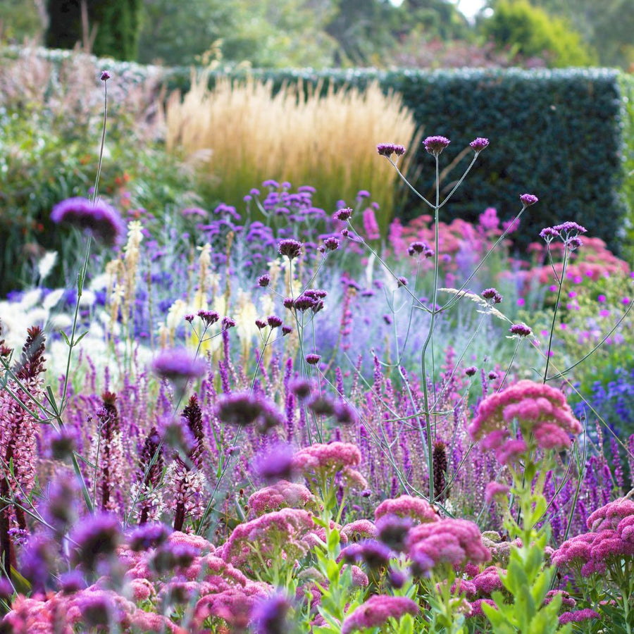 Garden guide: January - Subtropical Region