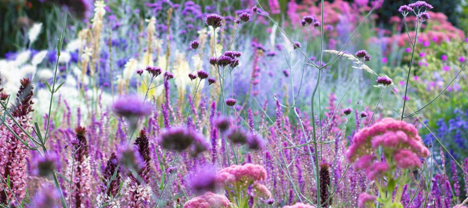 Garden guide: January - Hot Region