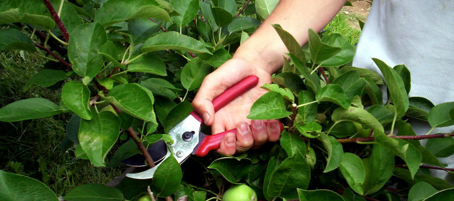 Summer Pruning: video