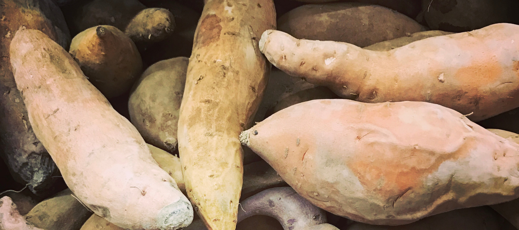 How to Grow Sweet Potatoes