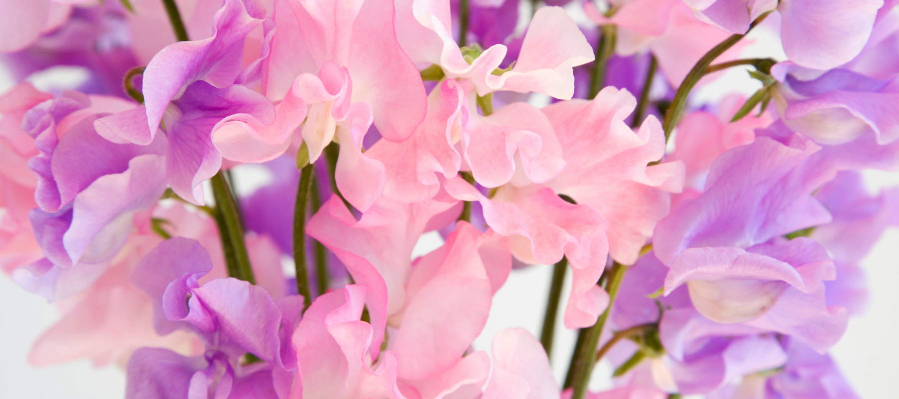 All About Sweet Peas