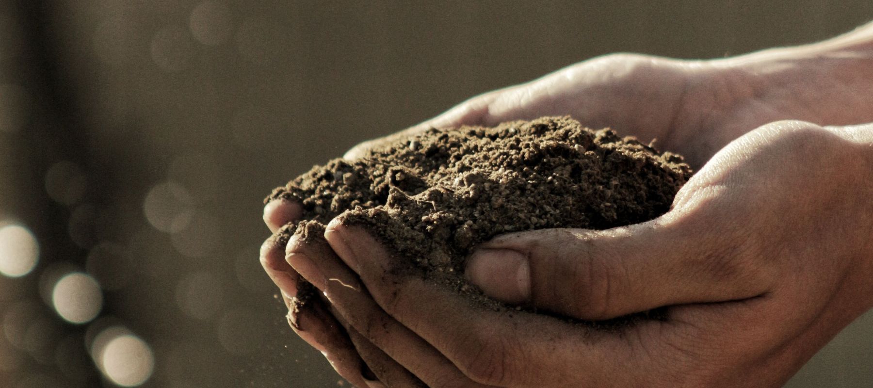 Fungi and the importance of soil microbes