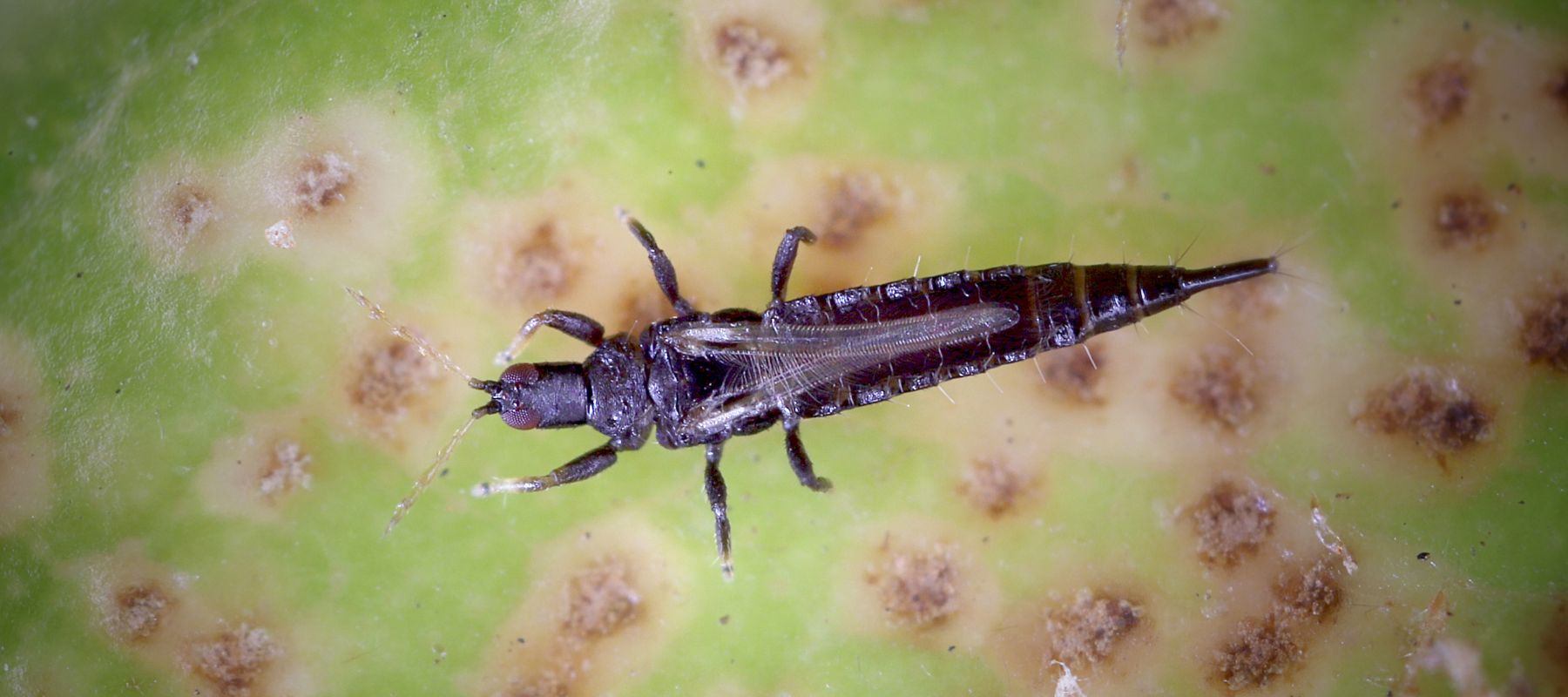 What are Thrips?