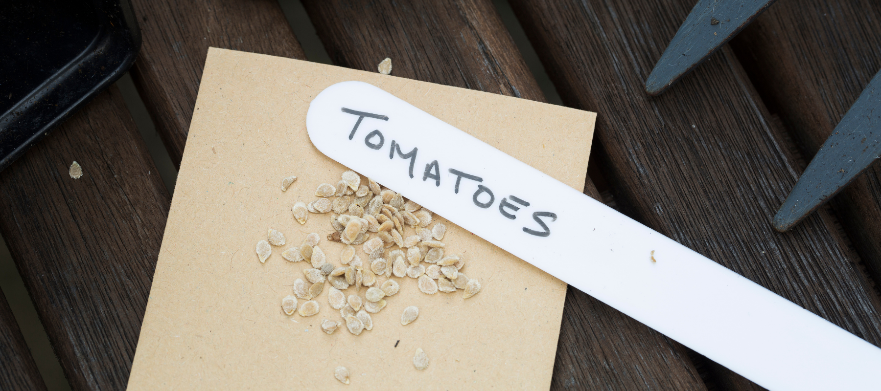 How to grow tomatoes from seed