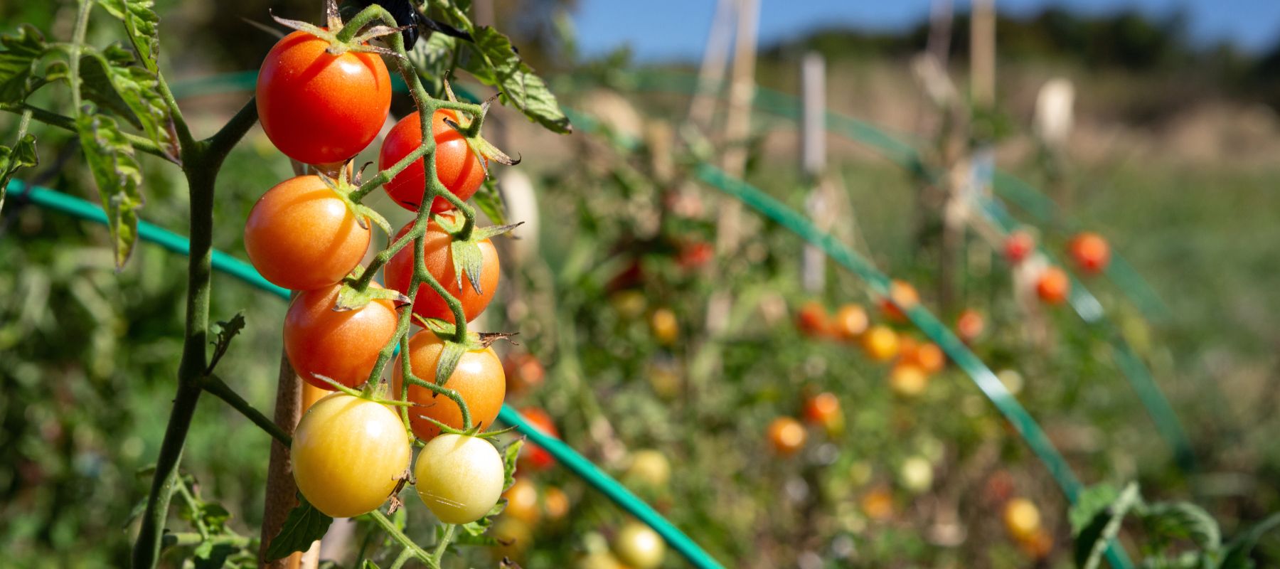 Harvesting tomatoes