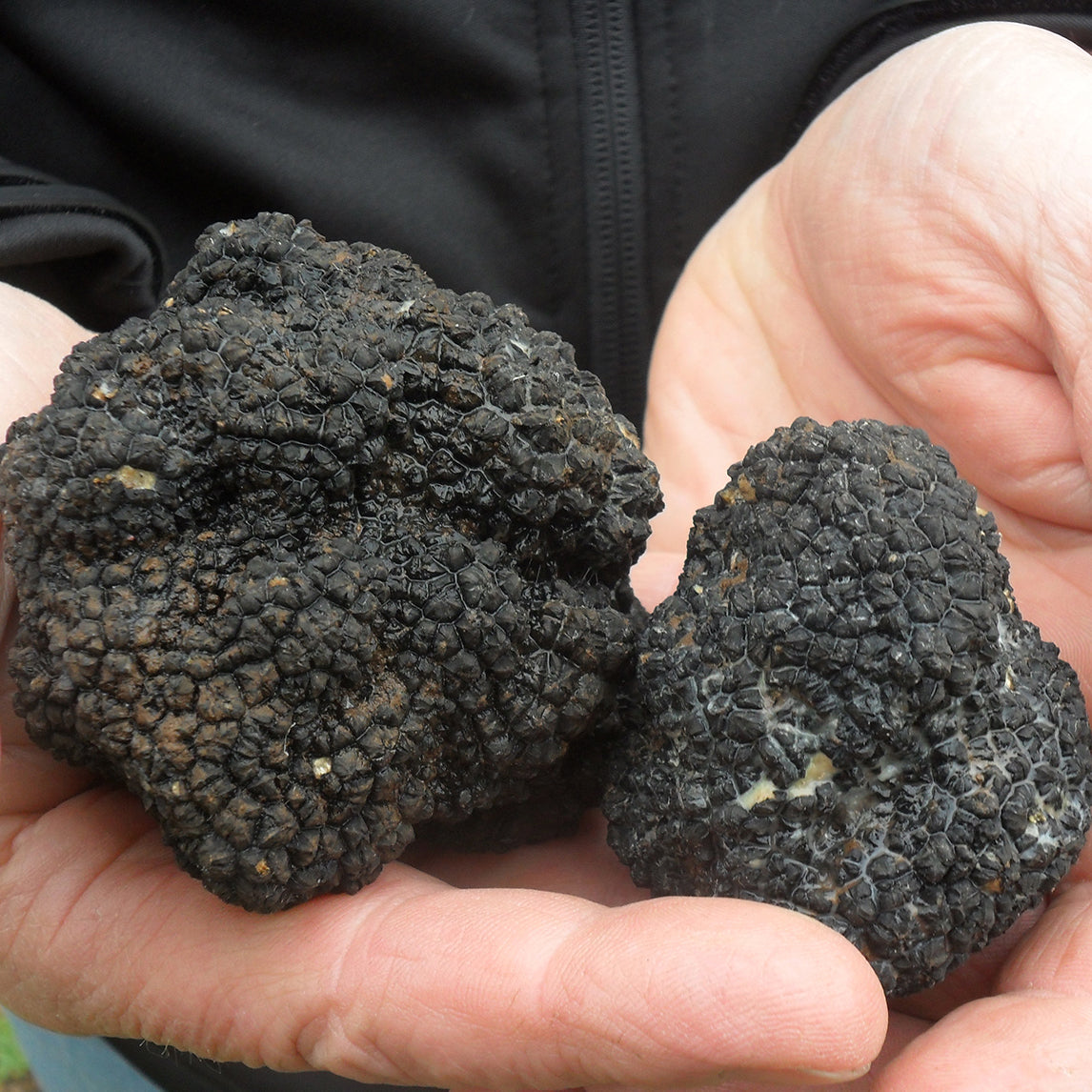 Growing and caring for truffle trees in Australia