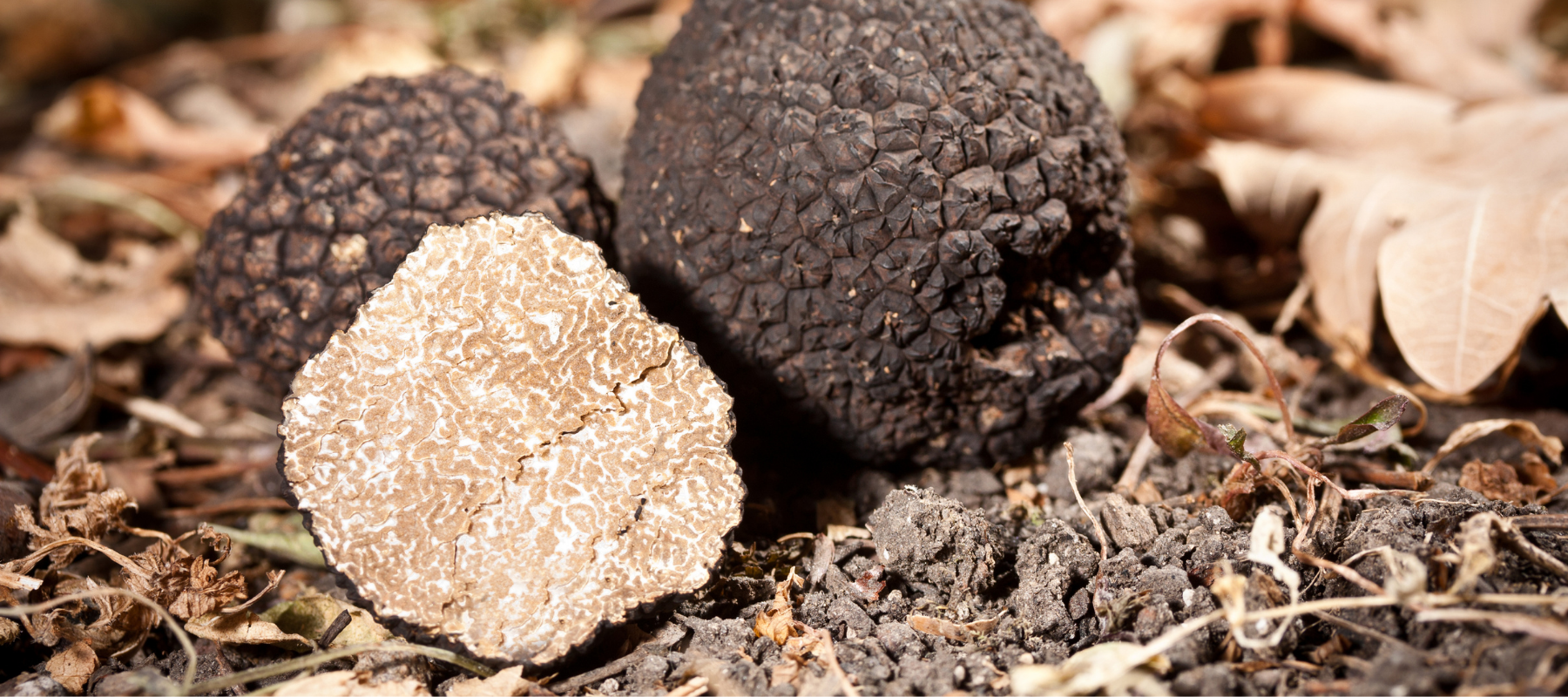 How to grow Truffles