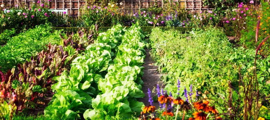 vegetable garden