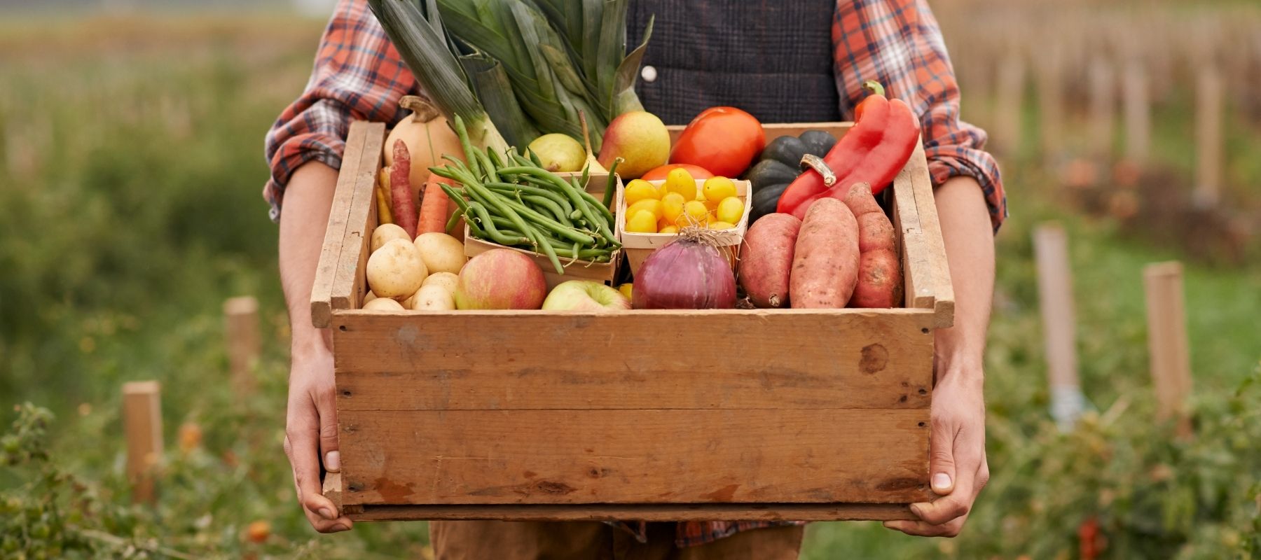 Starting your own vegie garden
