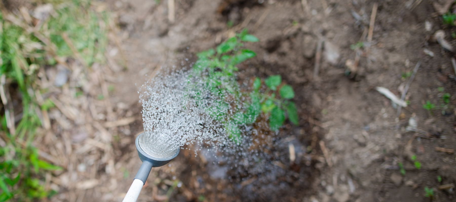 Tips on how to save water in the garden